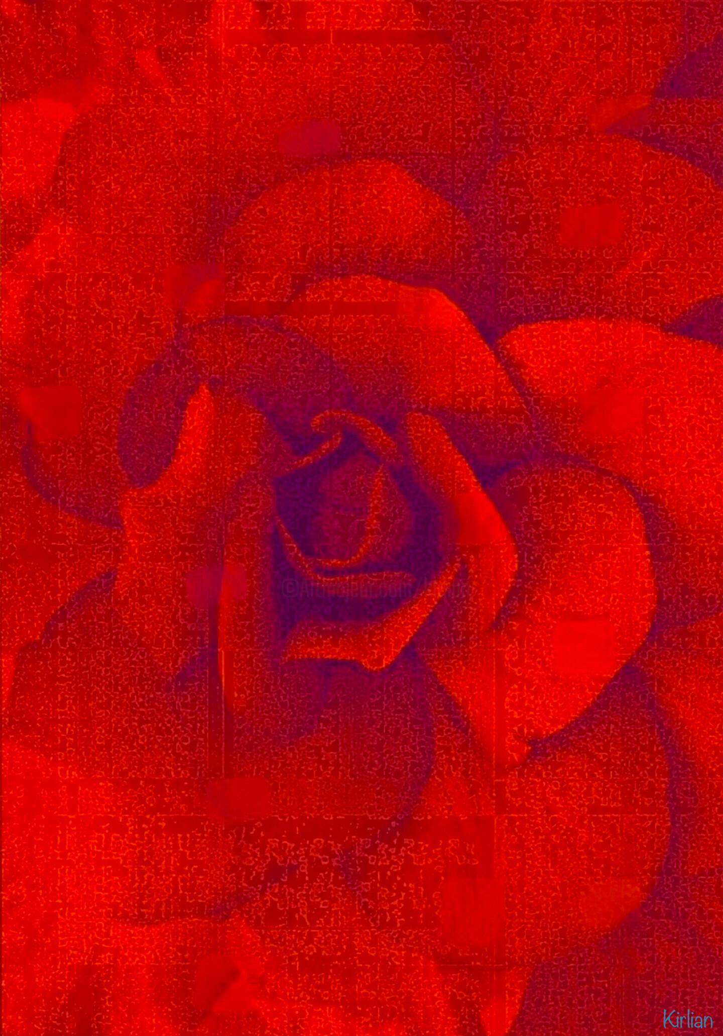 Kirlian - Rose Mystique Tableau Art contemporain