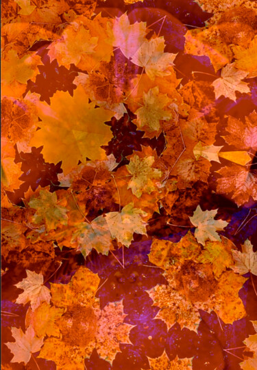 Autumn leaves / Photographie Contemporaine